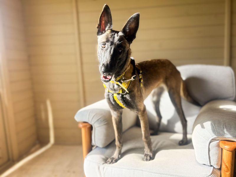 Freya | Belgian Shepherd Dog (Malinois) | Salisbury (Wiltshire) - 5