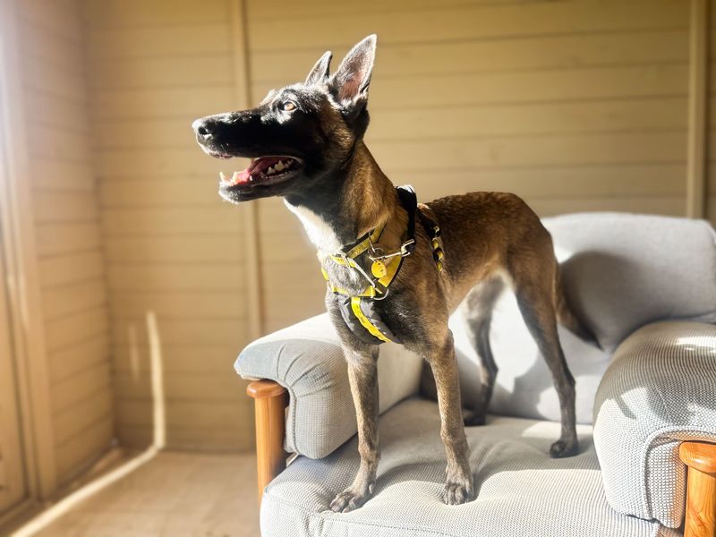 Freya | Belgian Shepherd Dog (Malinois) | Salisbury (Wiltshire) - 3