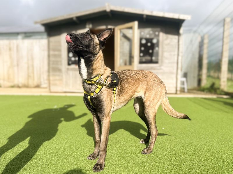 Freya | Belgian Shepherd Dog (Malinois) | Salisbury (Wiltshire) - 6