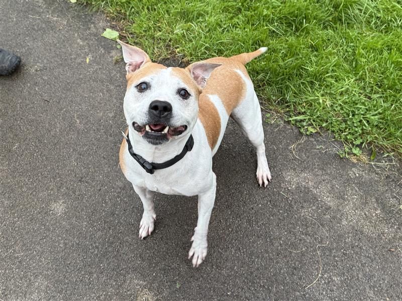 Duchess | Terrier (Staffordshire Bull) | Cardiff - 1