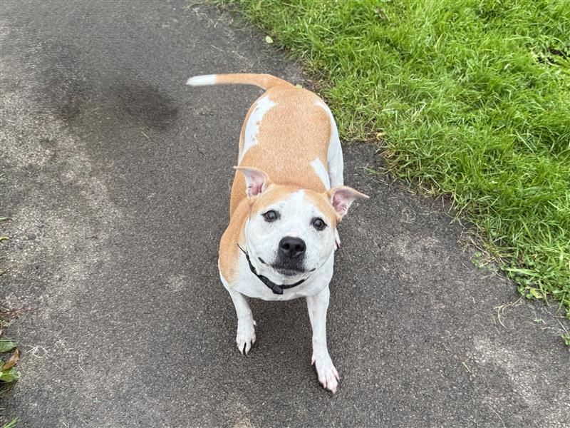 Duchess | Terrier (Staffordshire Bull) | Cardiff - 2