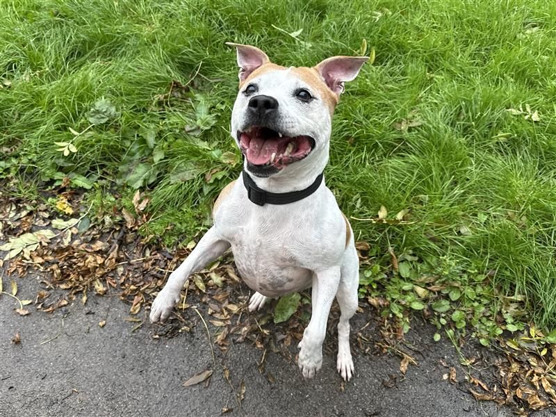 Duchess | Terrier (Staffordshire Bull) | Cardiff - 3