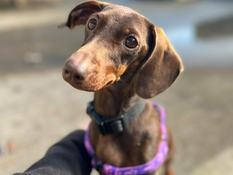 Jade | Dachshund (Miniature Smooth Haired) | Bridgend (Wales) - 2