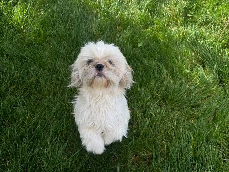 Darcy & Milo | Shih Tzu | Bridgend (Wales) - 1