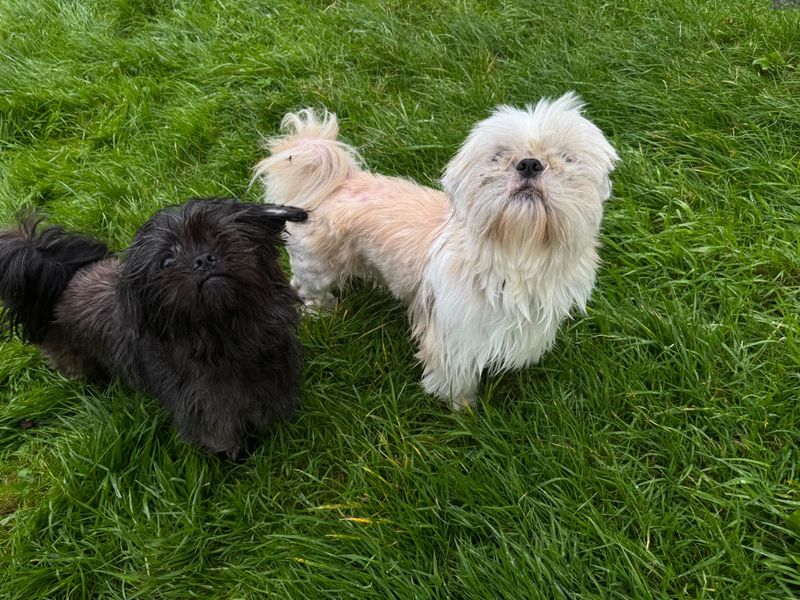 Darcy & Milo - Image 2 of 2