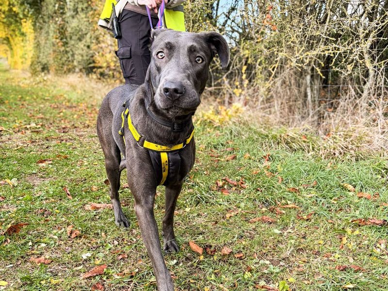 Cali | Lurcher Cross | Salisbury (Wiltshire) - 2