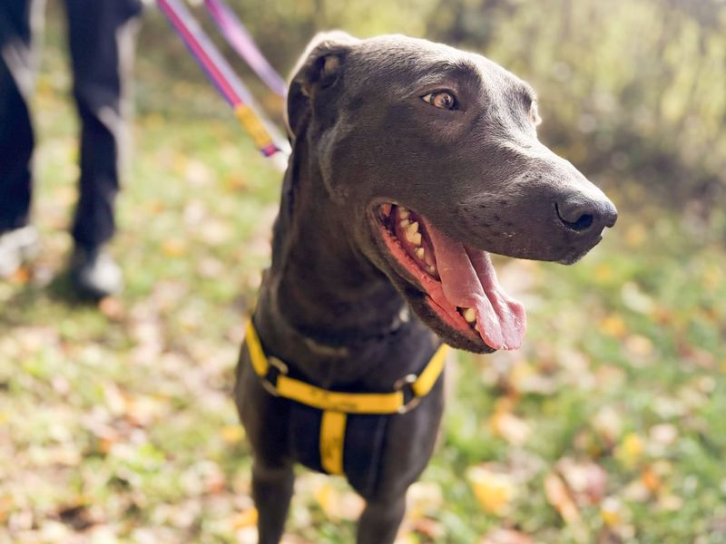 Cali | Lurcher Cross | Salisbury (Wiltshire) - 1