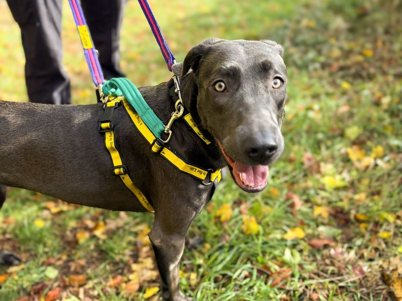 Cali | Lurcher Cross | Salisbury (Wiltshire) - 3