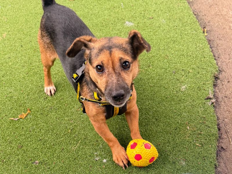 Jacques | Terrier (Jack Russell) | Shrewsbury (Shropshire) - 1