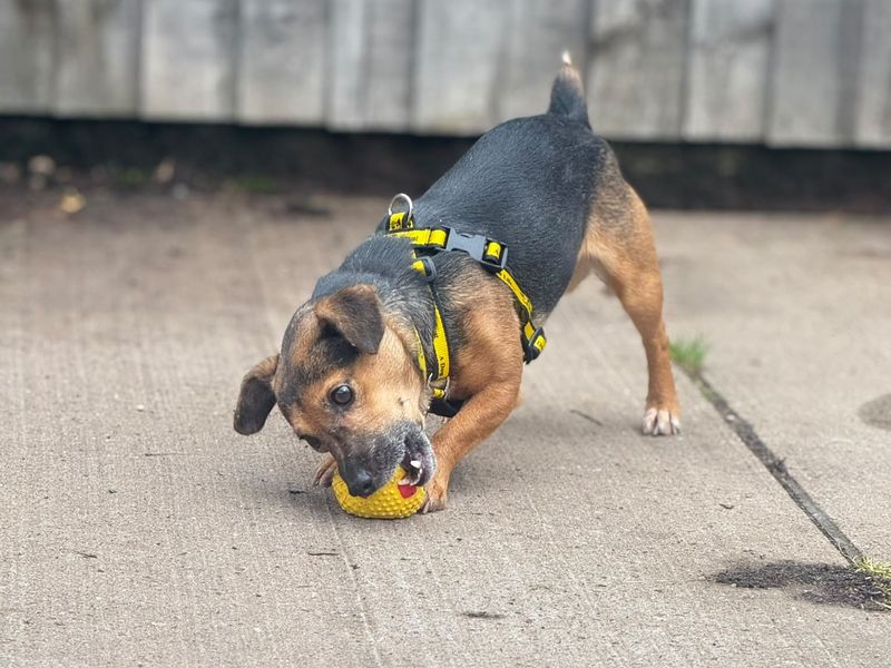 Jacques | Terrier (Jack Russell) | Shrewsbury (Shropshire) - 2