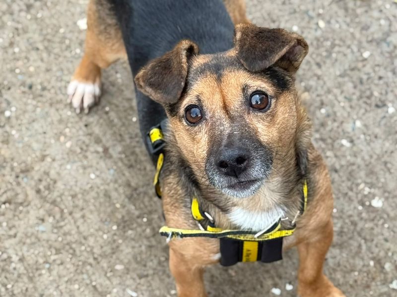 Jacques | Terrier (Jack Russell) | Shrewsbury (Shropshire) - 3