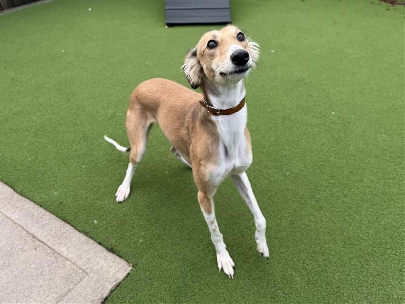 Hamster | Saluki | Cardiff - 6