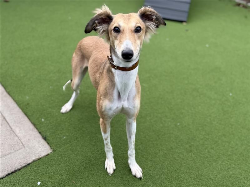 Hamster | Saluki | Cardiff - 1