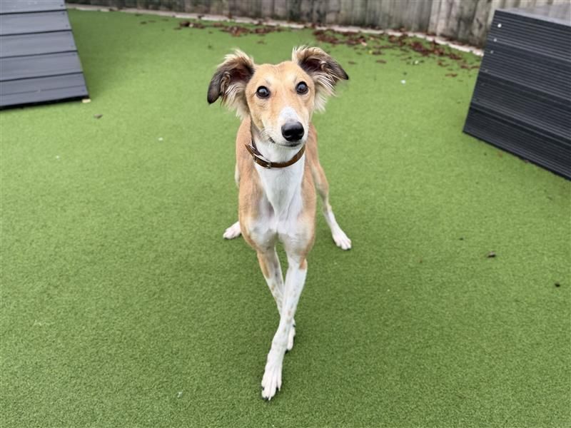 Hamster | Saluki | Cardiff - 4
