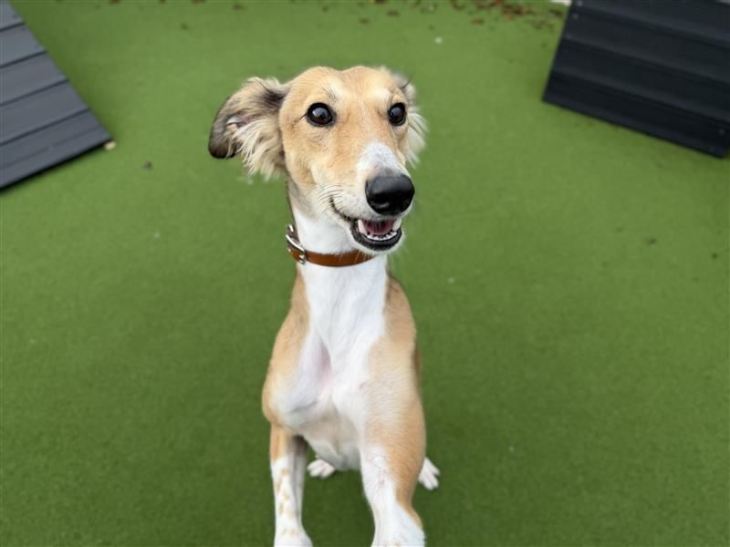 Hamster | Saluki | Cardiff - 3