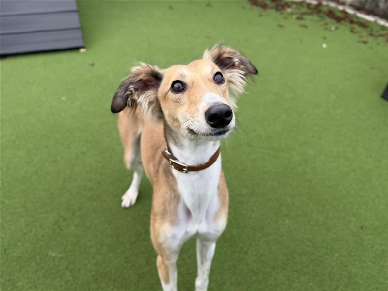 Hamster | Saluki | Cardiff - 7