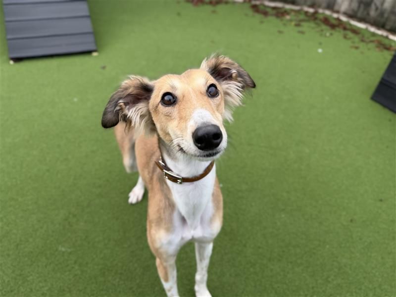 Hamster | Saluki | Cardiff - 2