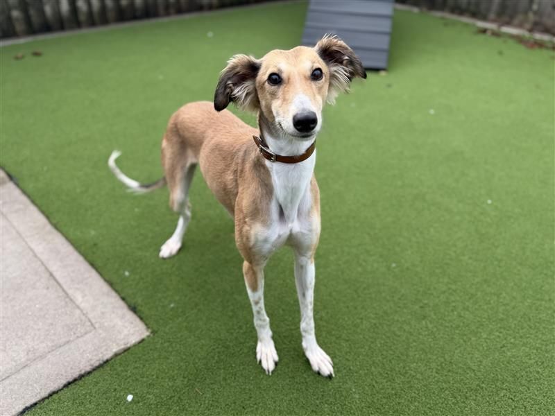 Hamster | Saluki | Cardiff - 5