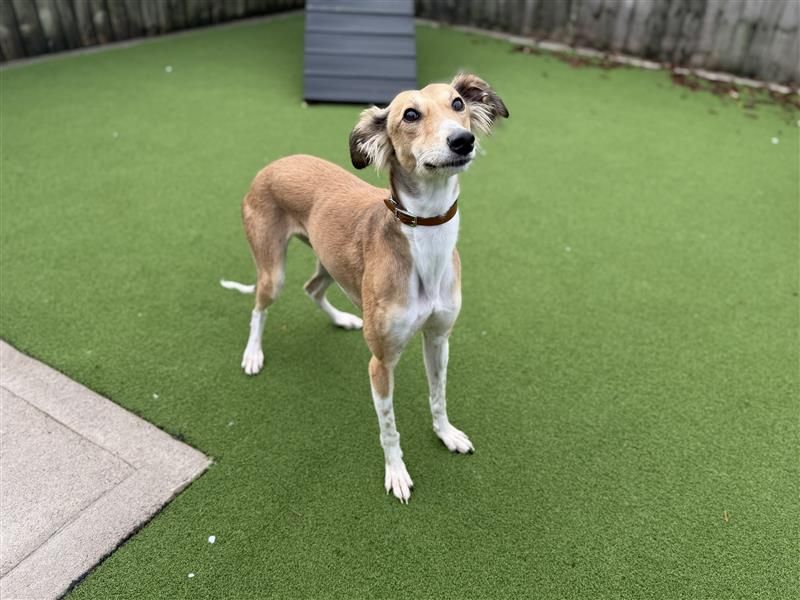 Hamster | Saluki | Cardiff - 9