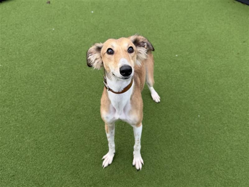 Hamster | Saluki | Cardiff - 8