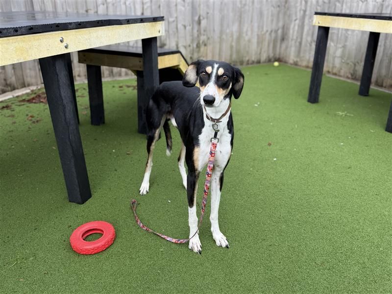 Gerbil | Lurcher | Cardiff - 2