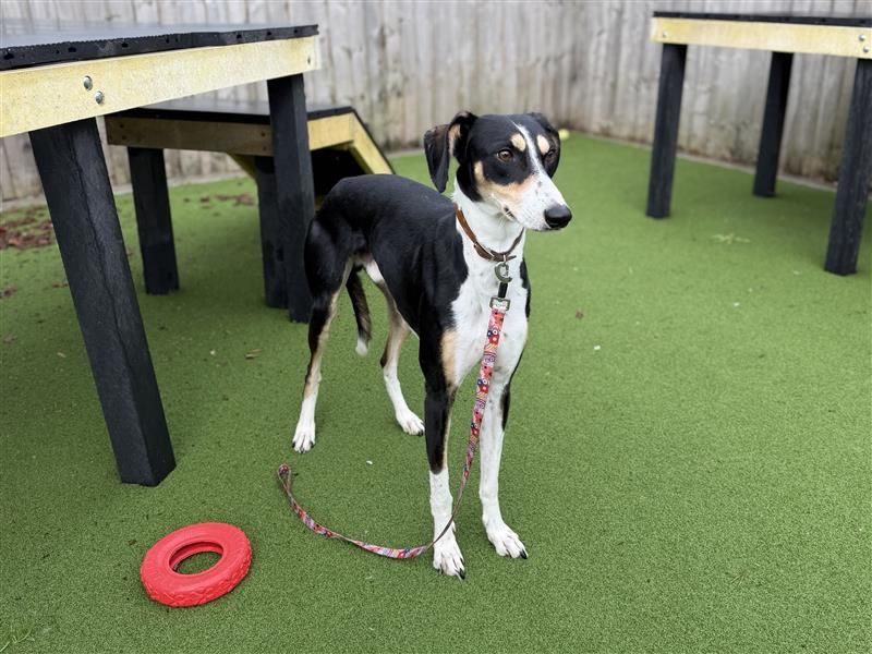 Gerbil | Lurcher | Cardiff - 1