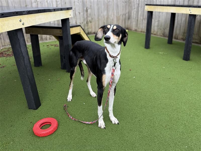 Gerbil | Lurcher | Cardiff - 4