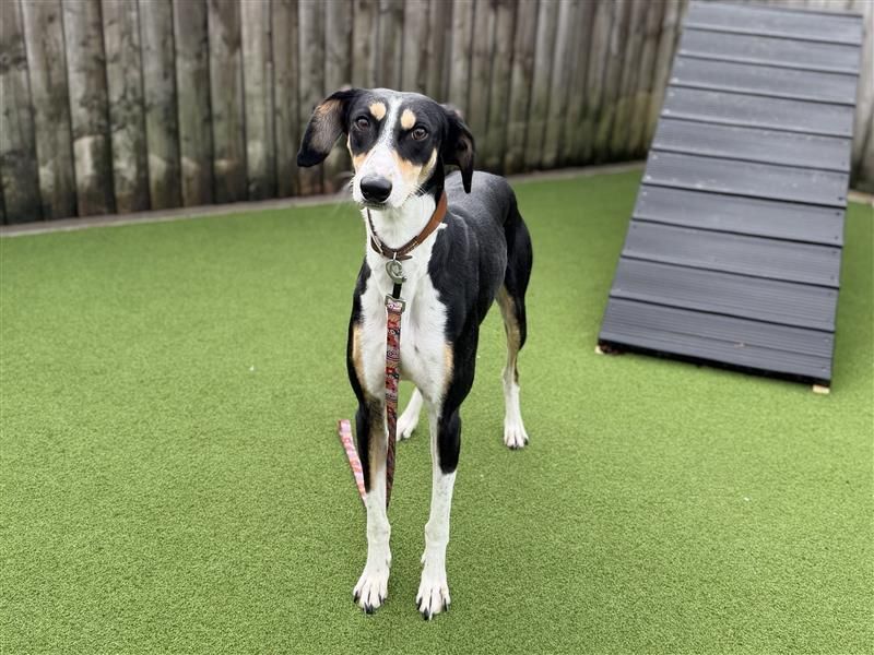 Gerbil | Lurcher | Cardiff - 3