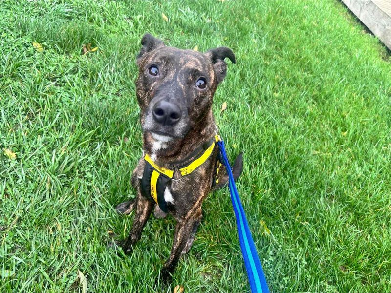 Staffordshire Bull Terrier Dogs And Puppies For Adoption