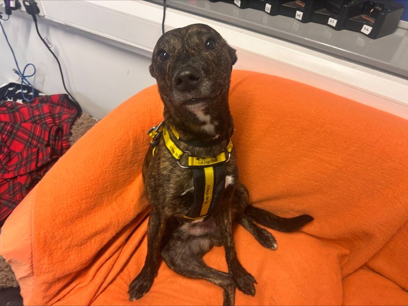 Mason | Terrier (Staffordshire Bull) Cross | Loughborough - 2
