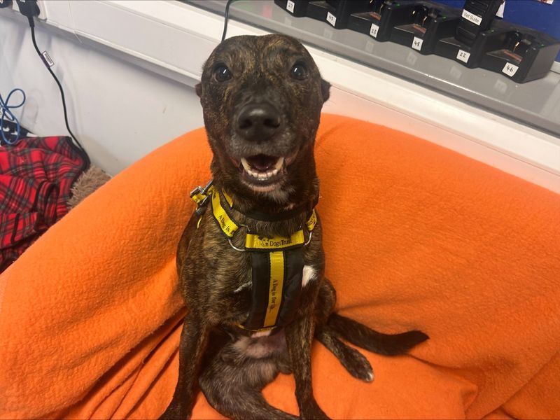 Mason | Terrier (Staffordshire Bull) Cross | Loughborough - 4