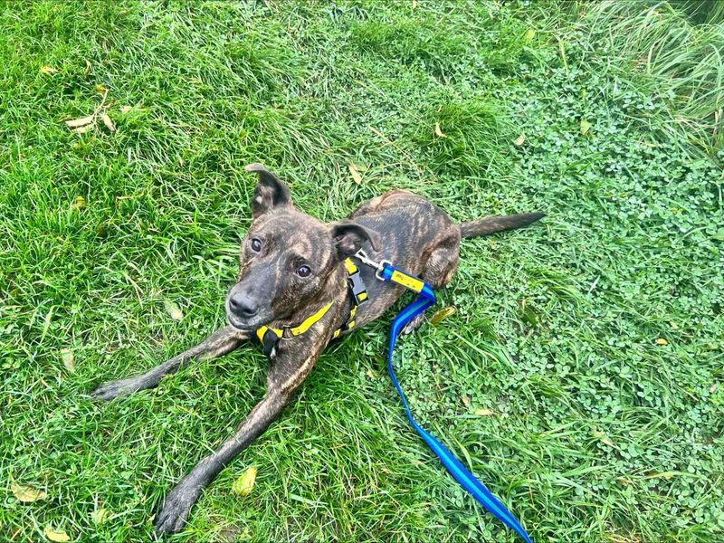 Mason | Terrier (Staffordshire Bull) Cross | Loughborough - 5