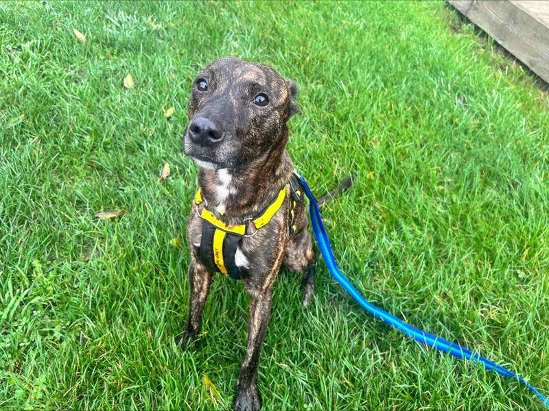 Mason | Terrier (Staffordshire Bull) Cross | Loughborough - 3