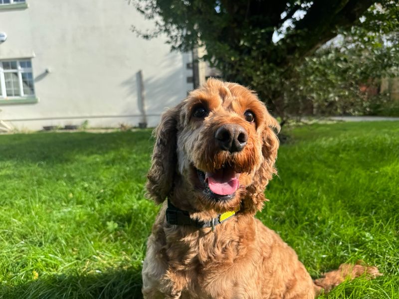 Adopt a Spaniel (Cocker) Cross Rescue Dog | Doug | Dogs Trust