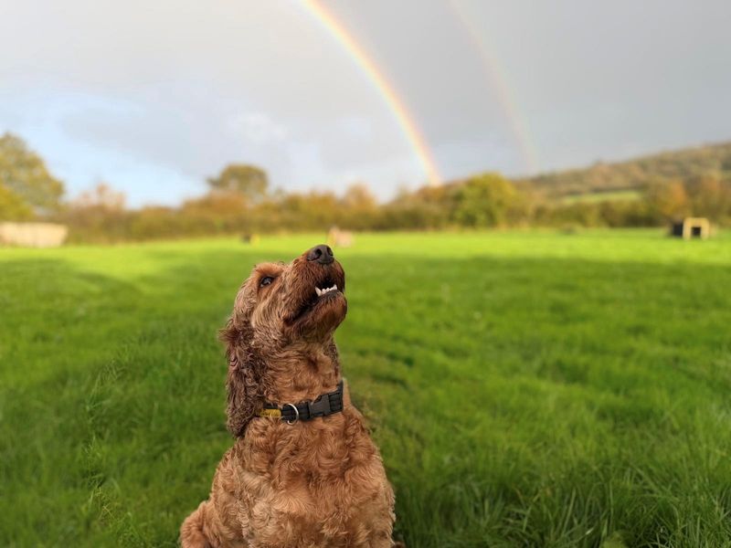 Adopt a Spaniel (Cocker) Cross Rescue Dog | Doug | Dogs Trust