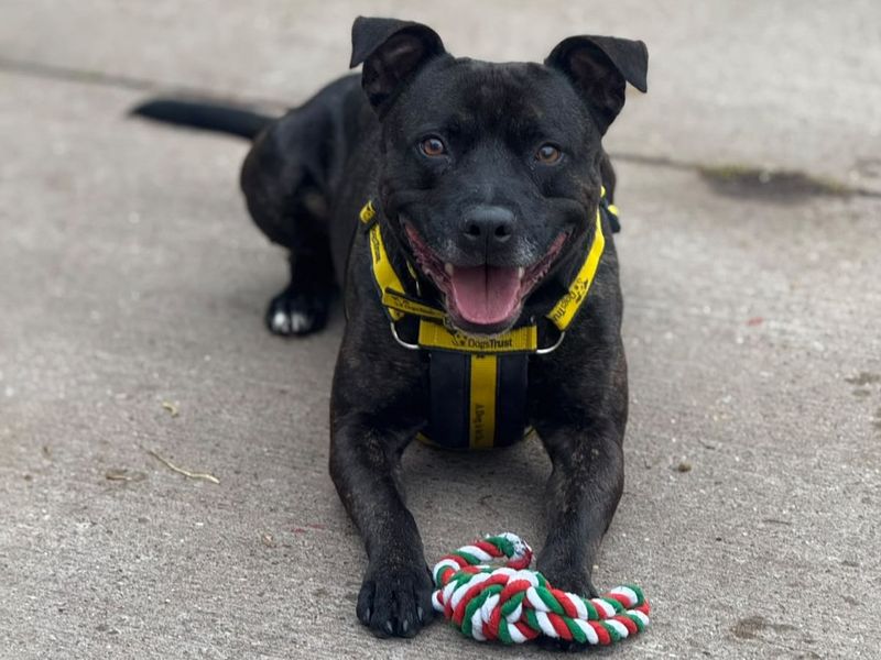 Nova | Terrier (Staffordshire Bull) | Shrewsbury (Shropshire) - 1