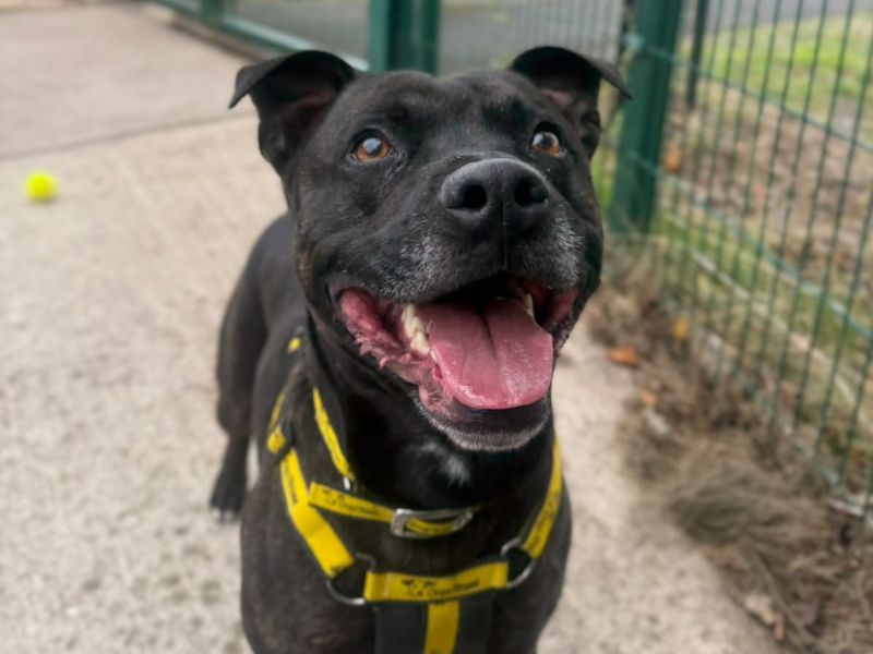 Nova | Terrier (Staffordshire Bull) | Shrewsbury (Shropshire) - 2