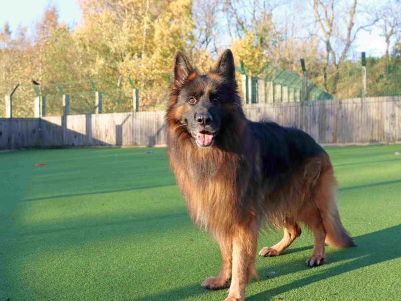German Shepherd Dogs And Puppies For Adoption