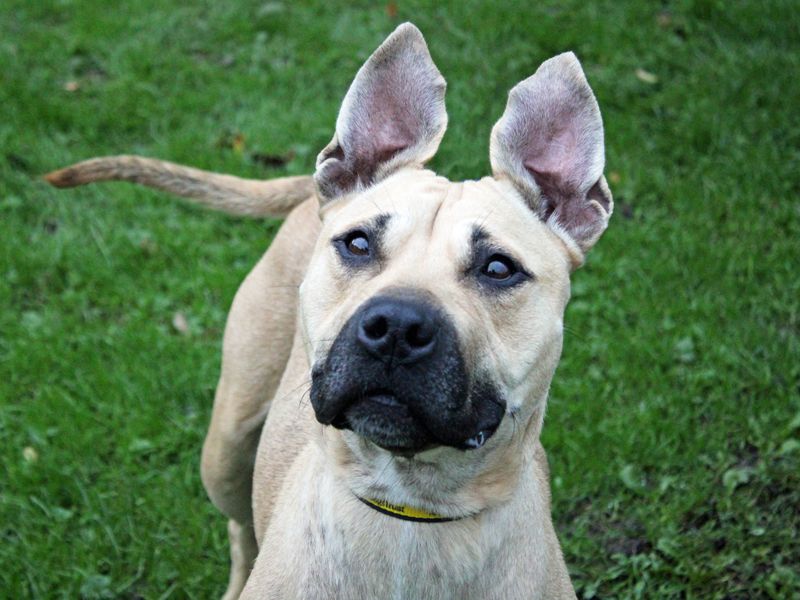 Sky | Terrier (Staffordshire Bull) Cross | Merseyside (Liverpool) - 1