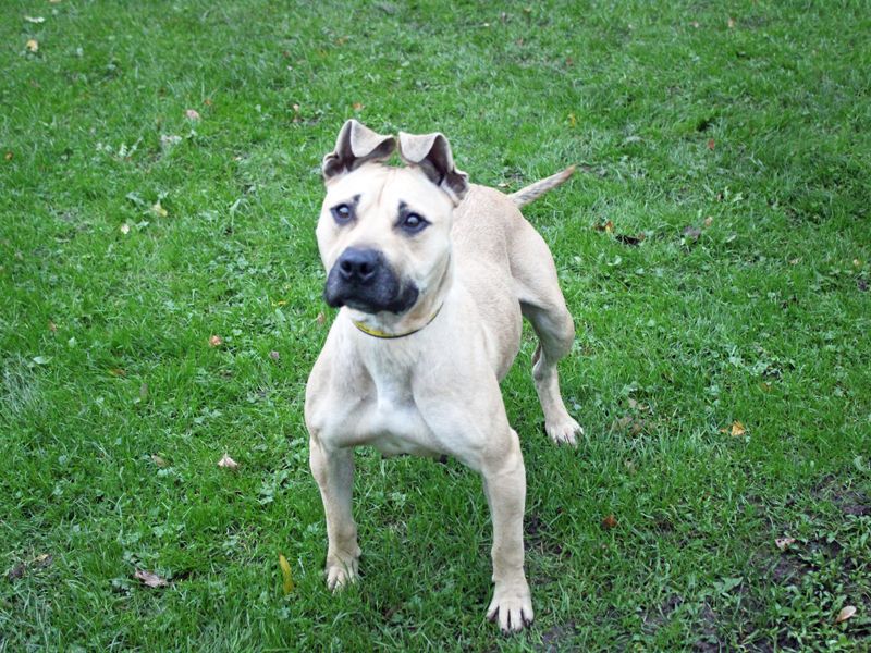 Sky | Terrier (Staffordshire Bull) Cross | Merseyside (Liverpool) - 3