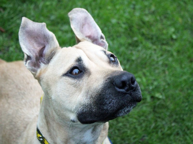 Staffordshire Bull Terrier Dogs And Puppies For Adoption