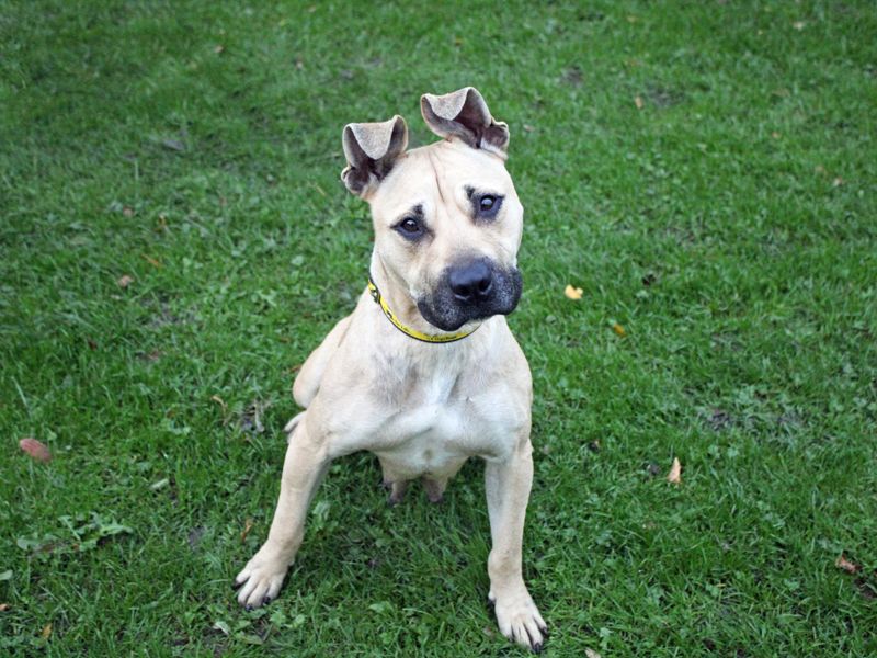 Sky | Terrier (Staffordshire Bull) Cross | Merseyside (Liverpool) - 4