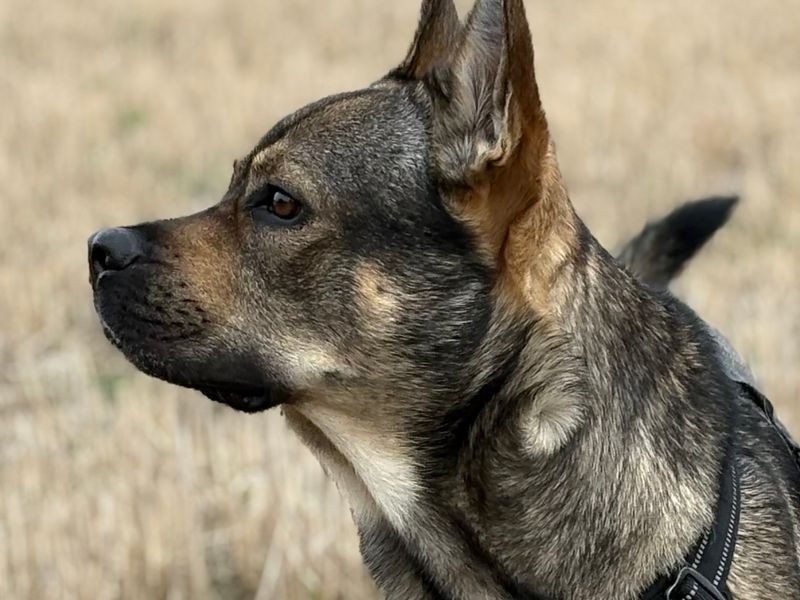 German Shepherd Dogs And Puppies For Adoption