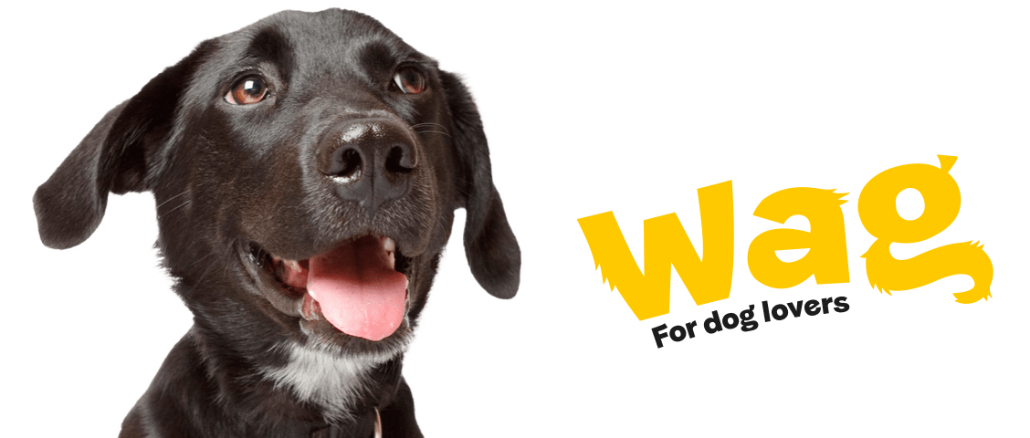 Wag - For Dog Lovers